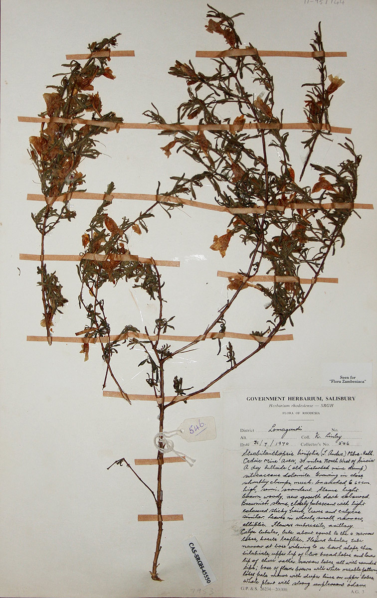 Strobilanthopsis linifolia