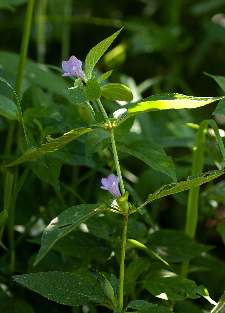 Ruellia prostrata Ruellia prostrata