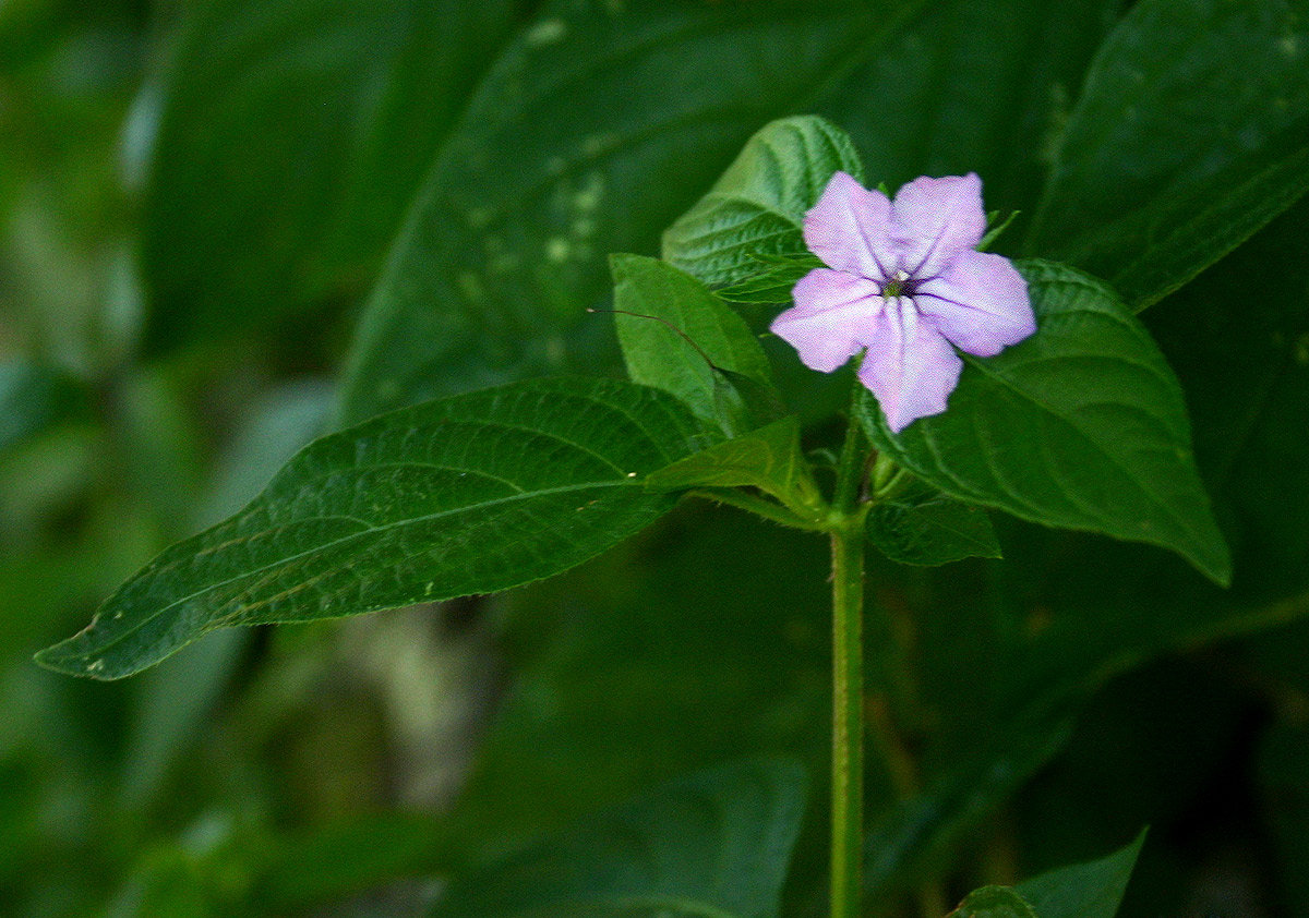 Ruellia prostrata