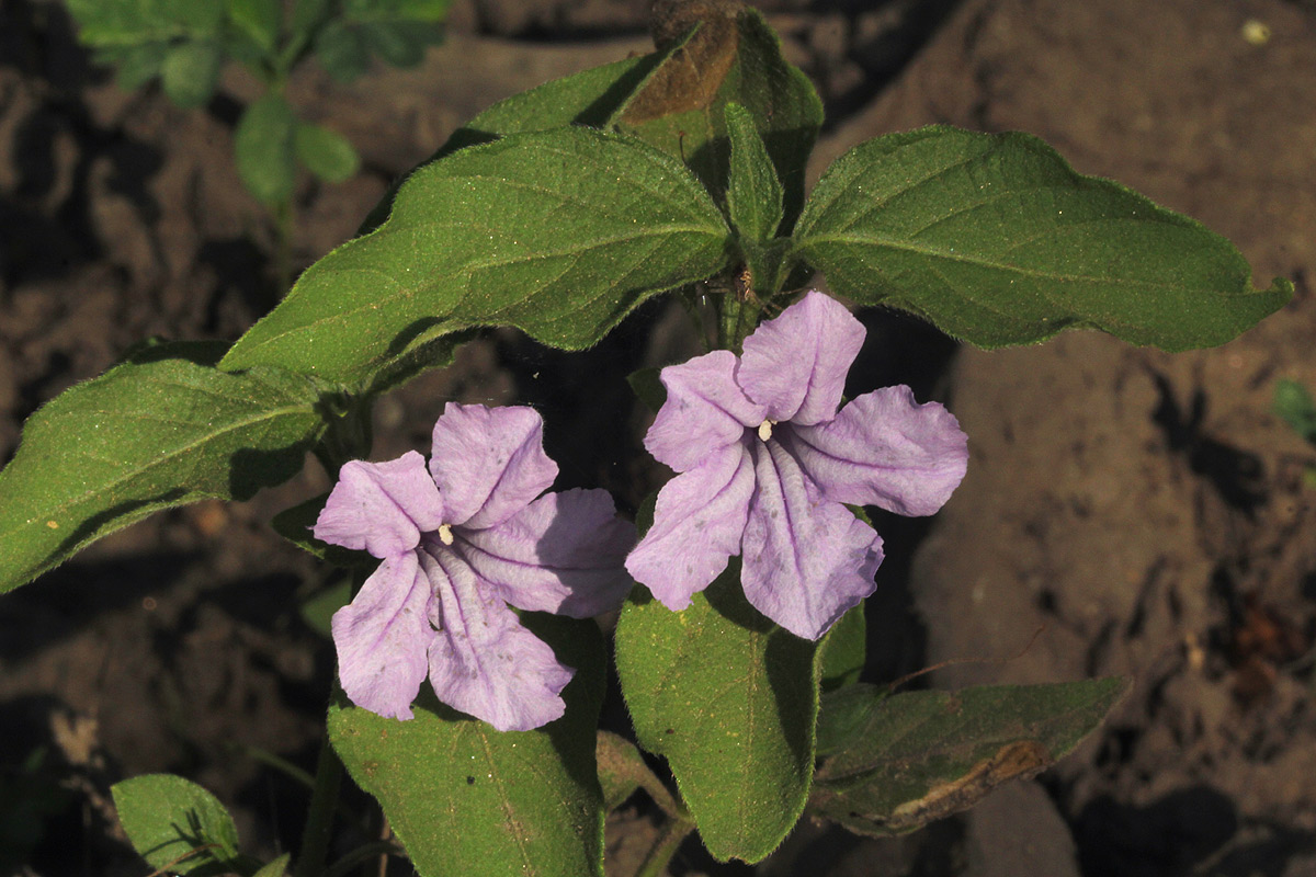 Ruellia prostrata