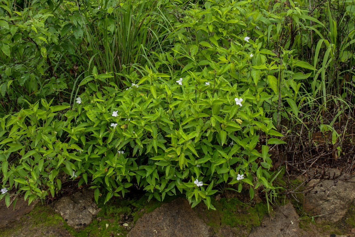Ruellia prostrata