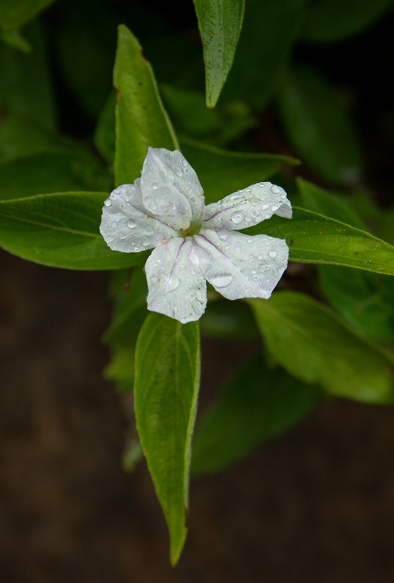Ruellia prostrata