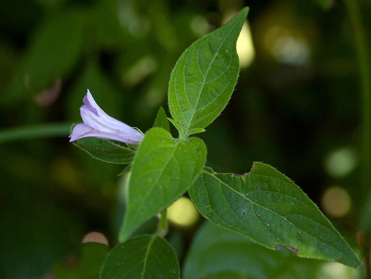 Ruellia prostrata