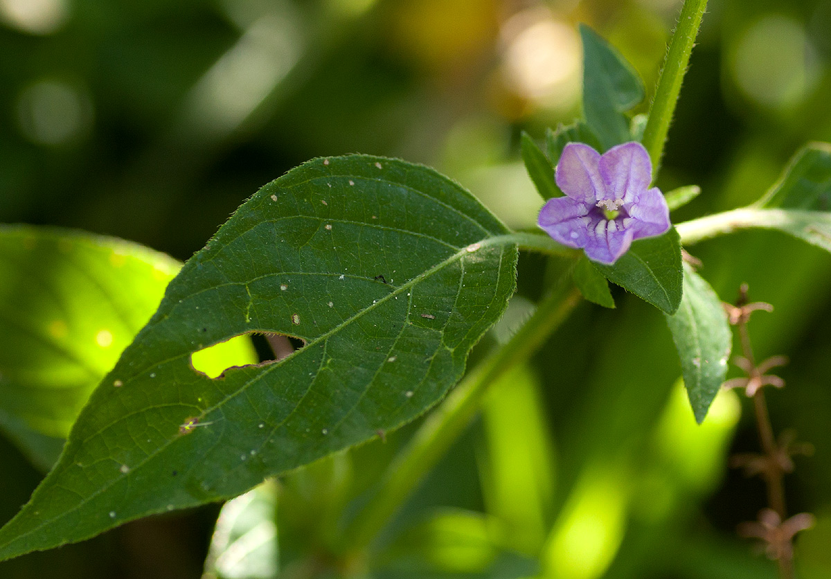 Ruellia prostrata