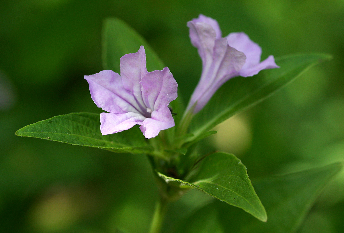 Ruellia prostrata