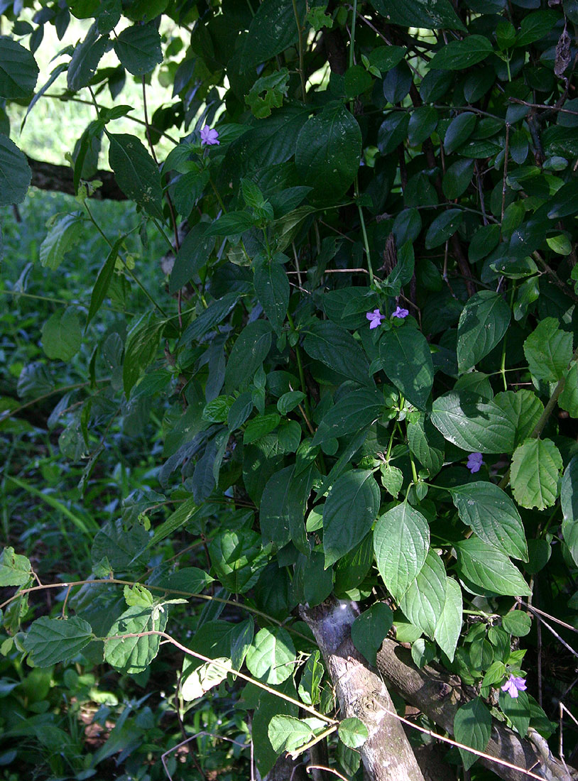 Ruellia prostrata