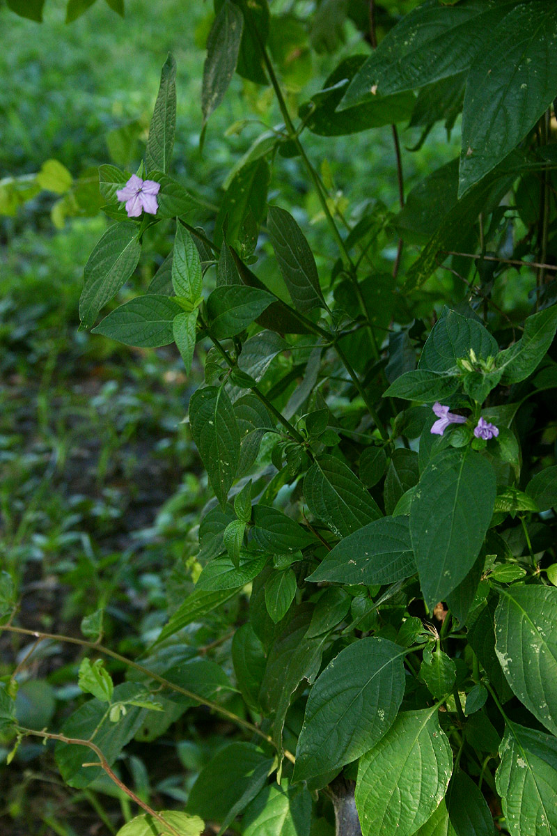Ruellia prostrata Ruellia prostrata
