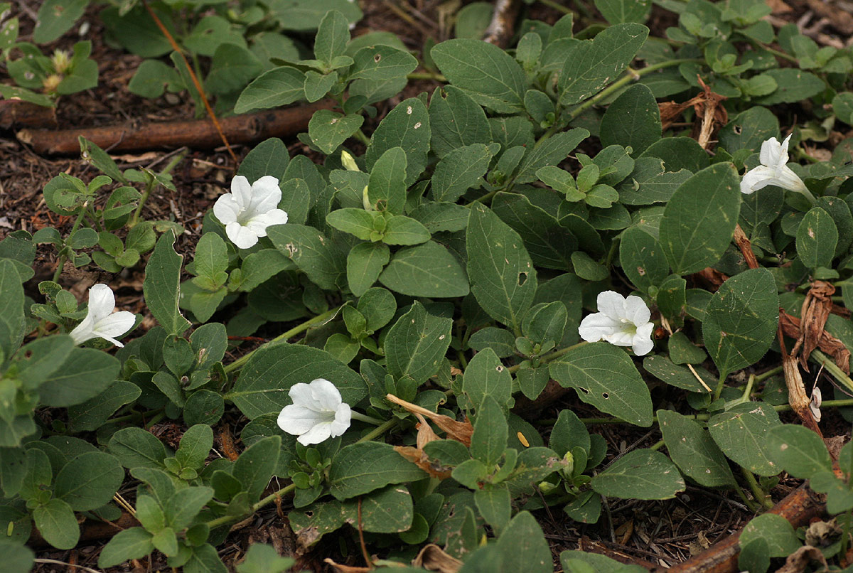 Ruellia patula Ruellia patula