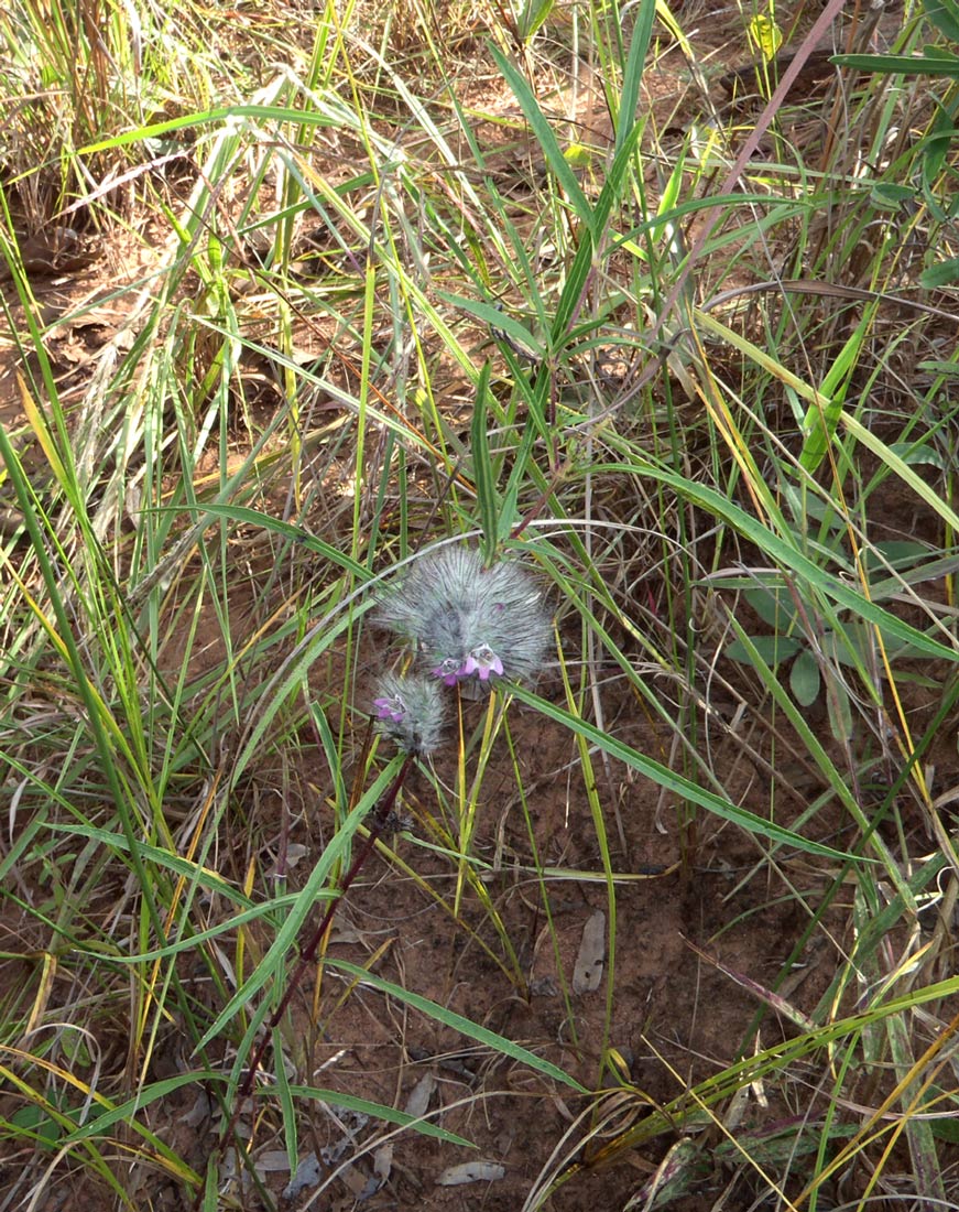 Lepidagathis randii Lepidagathis randii