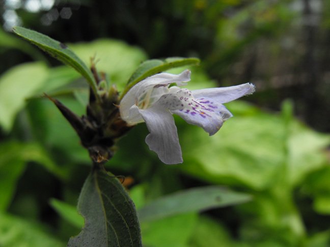 Lepidagathis nemorosa