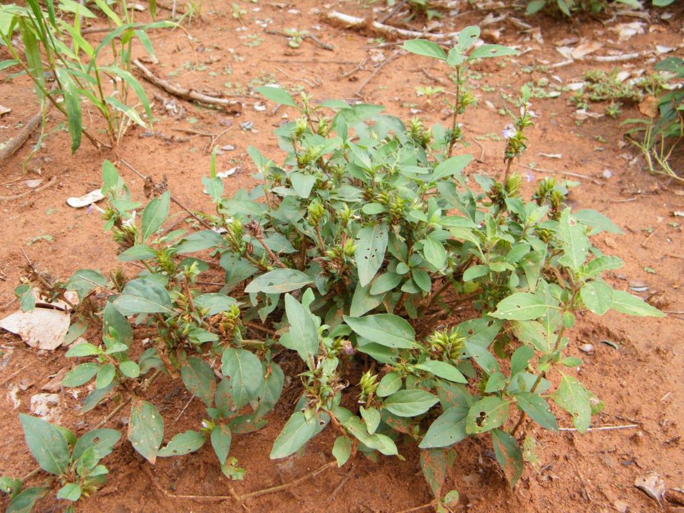 Lepidagathis scabra Lepidagathis scabra