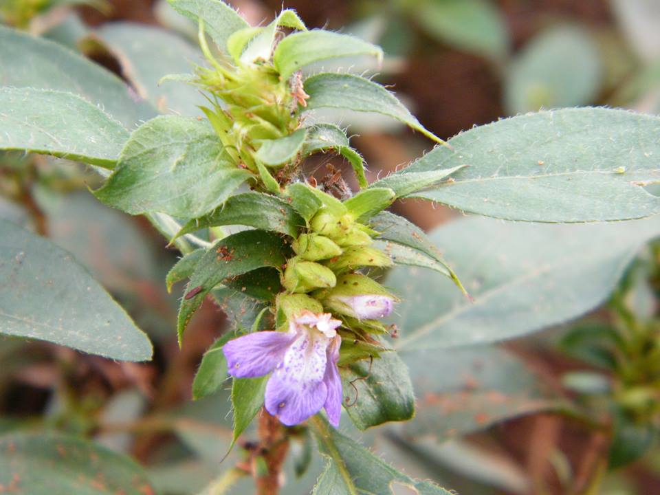 Lepidagathis scabra Lepidagathis scabra
