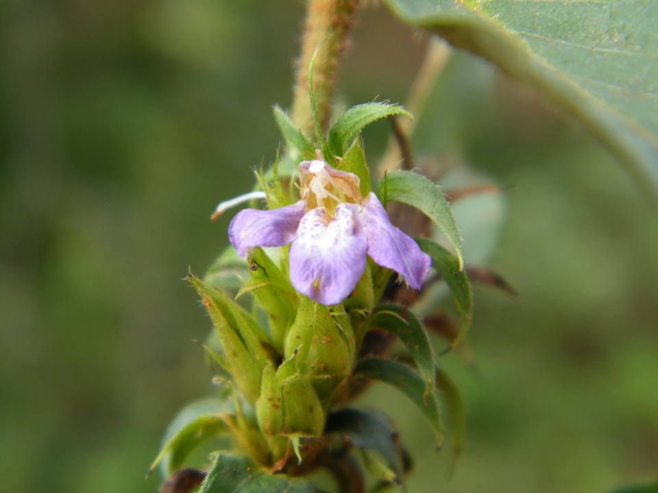 Lepidagathis scabra Lepidagathis scabra