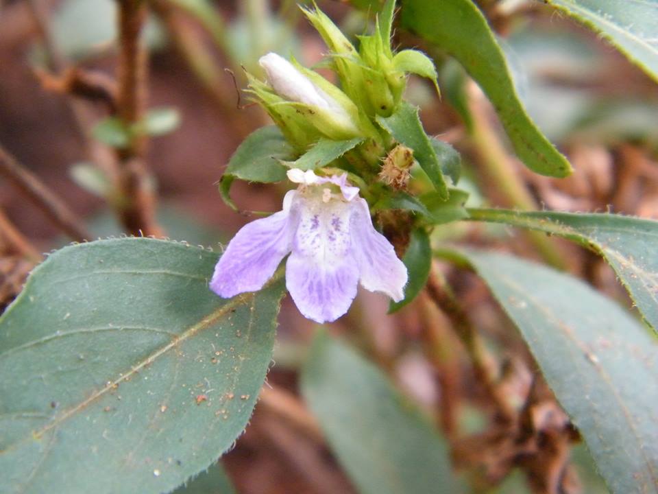 Lepidagathis scabra Lepidagathis scabra