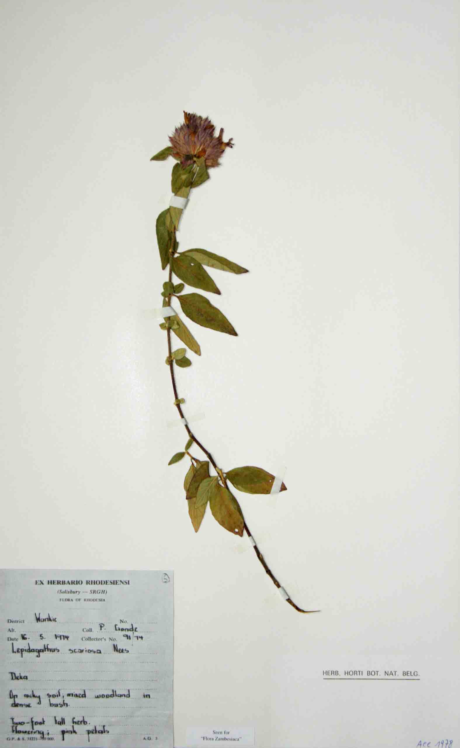 Lepidagathis scariosa Lepidagathis scariosa