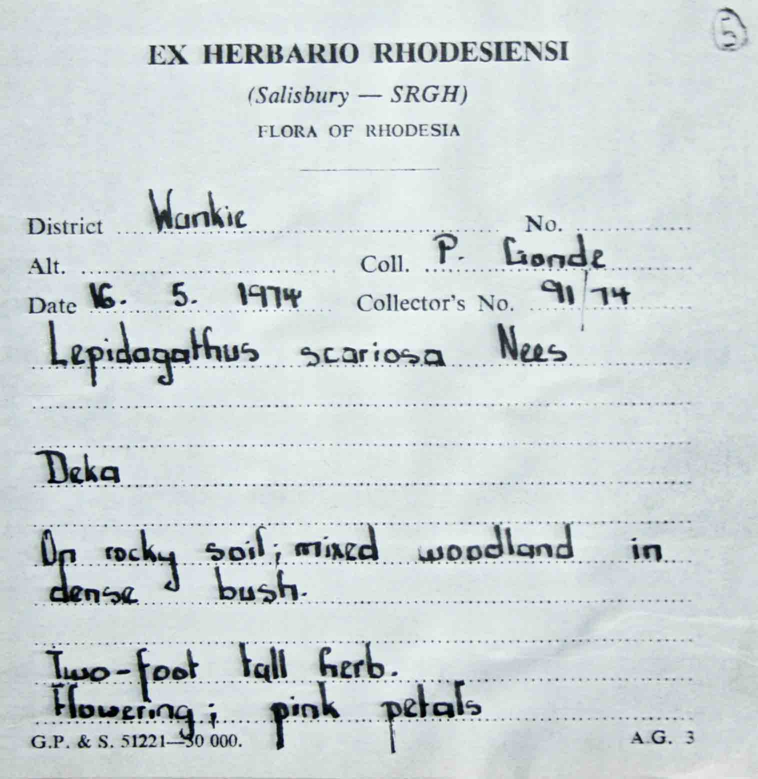 Lepidagathis scariosa Lepidagathis scariosa