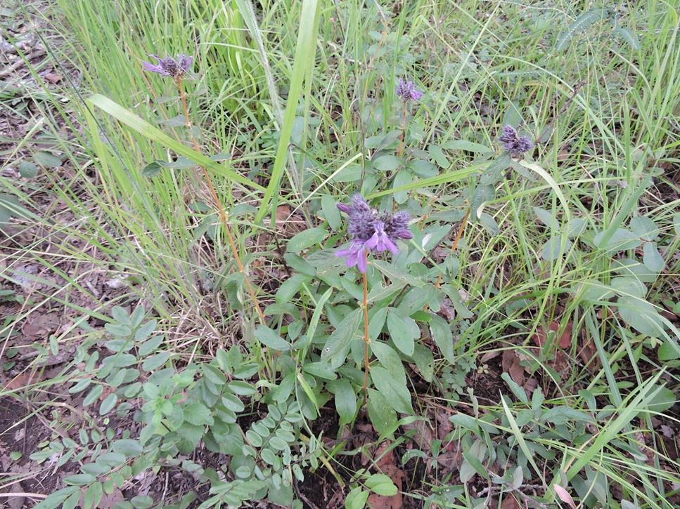 Lepidagathis scariosa Lepidagathis scariosa