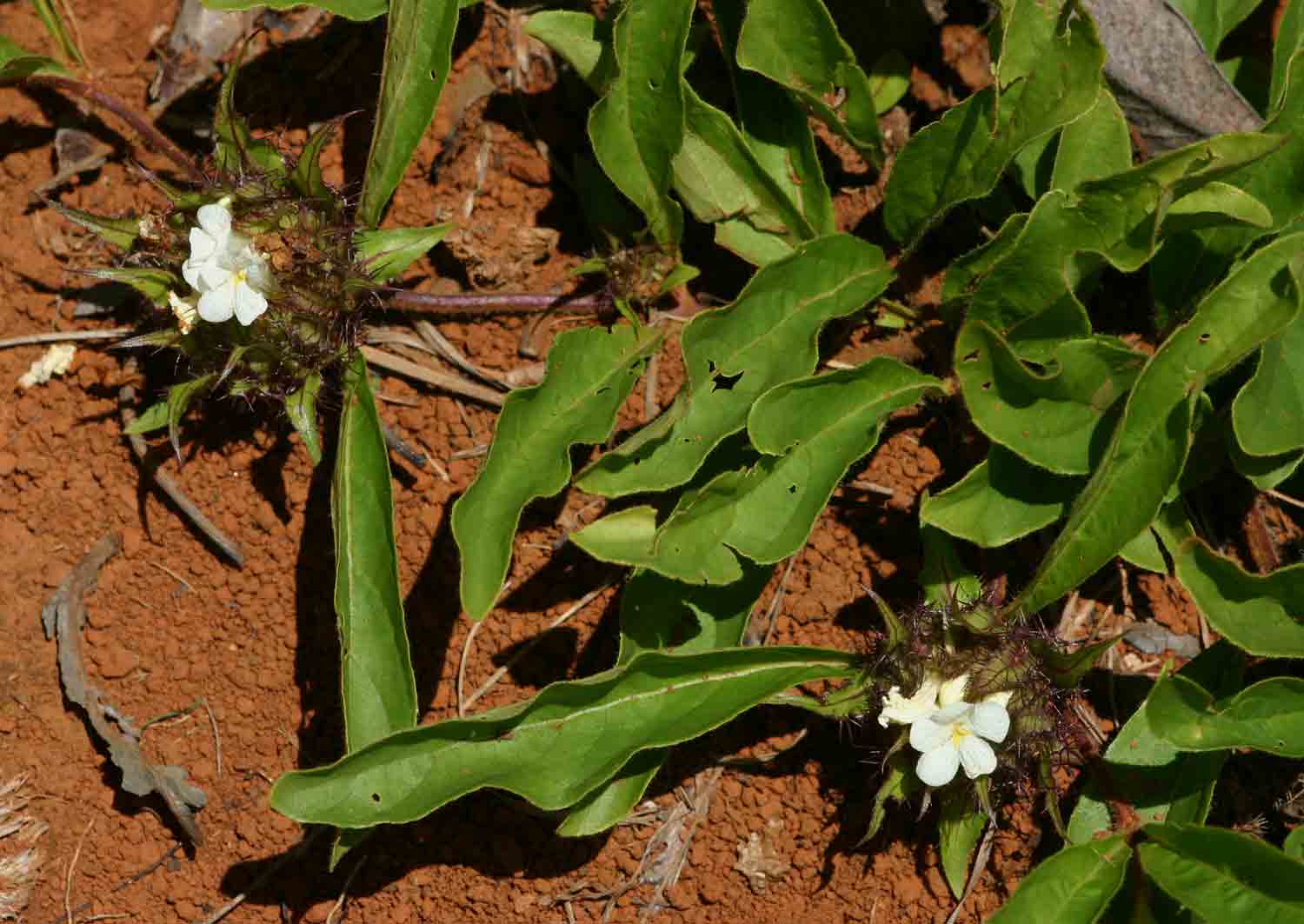 Crabbea cirsioides Crabbea cirsioides