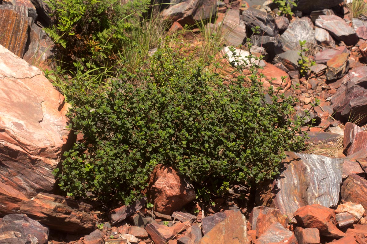 Barleria crassa subsp. crassa