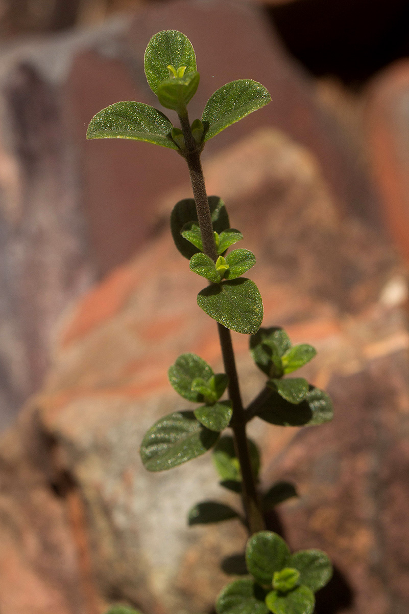 Barleria crassa subsp. crassa