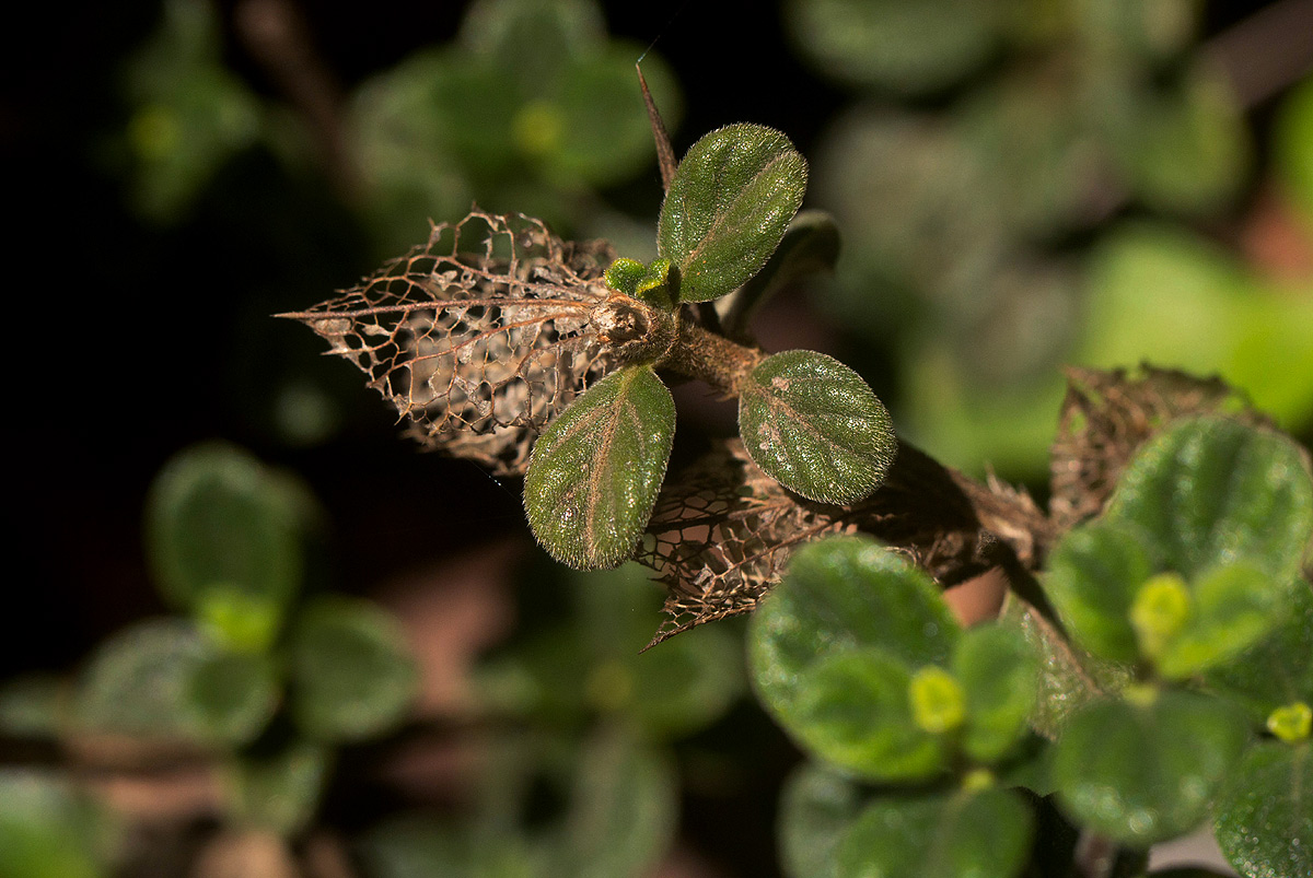 Barleria crassa subsp. crassa