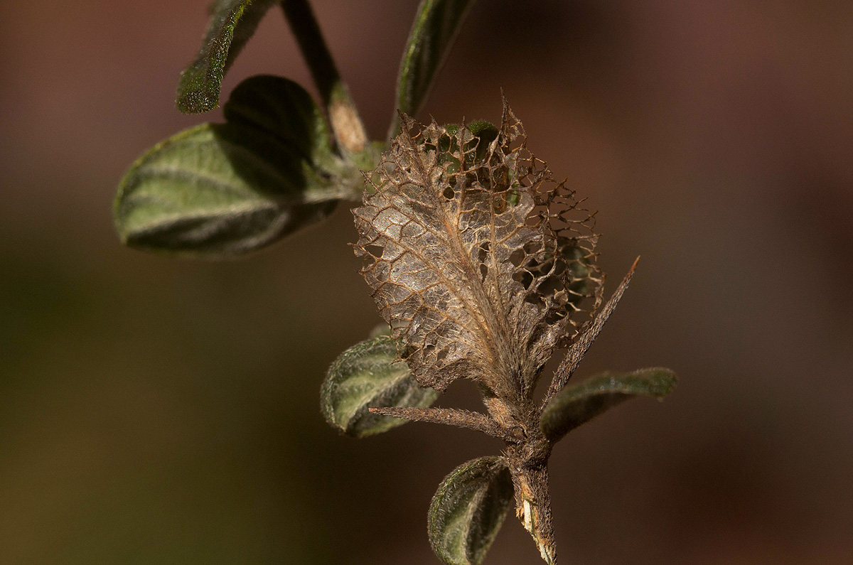 Barleria crassa subsp. crassa