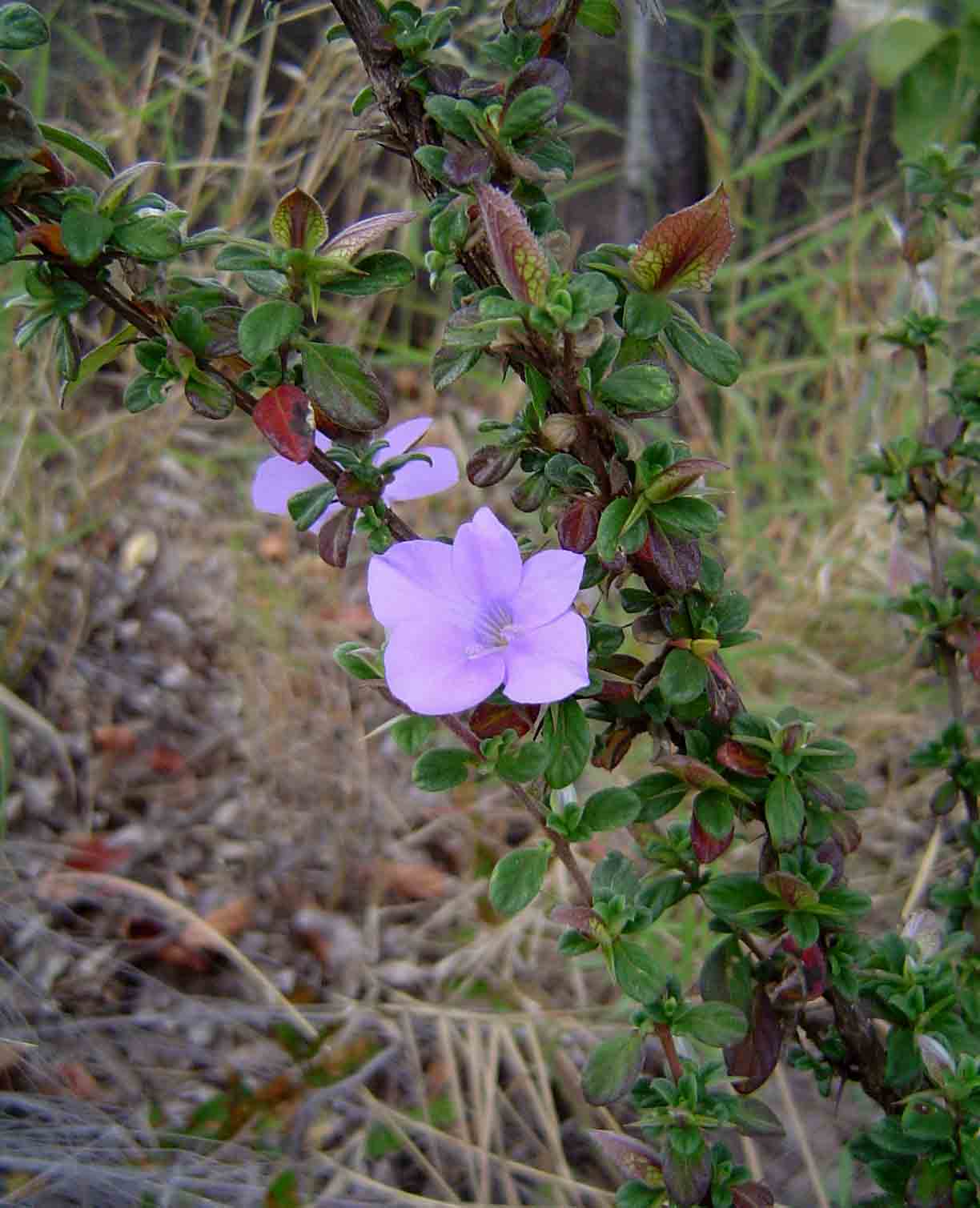 Barleria crassa subsp. crassa Barleria crassa subsp. crassa