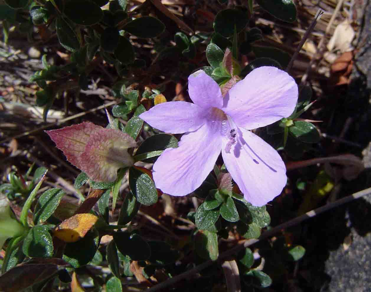 Barleria crassa subsp. crassa