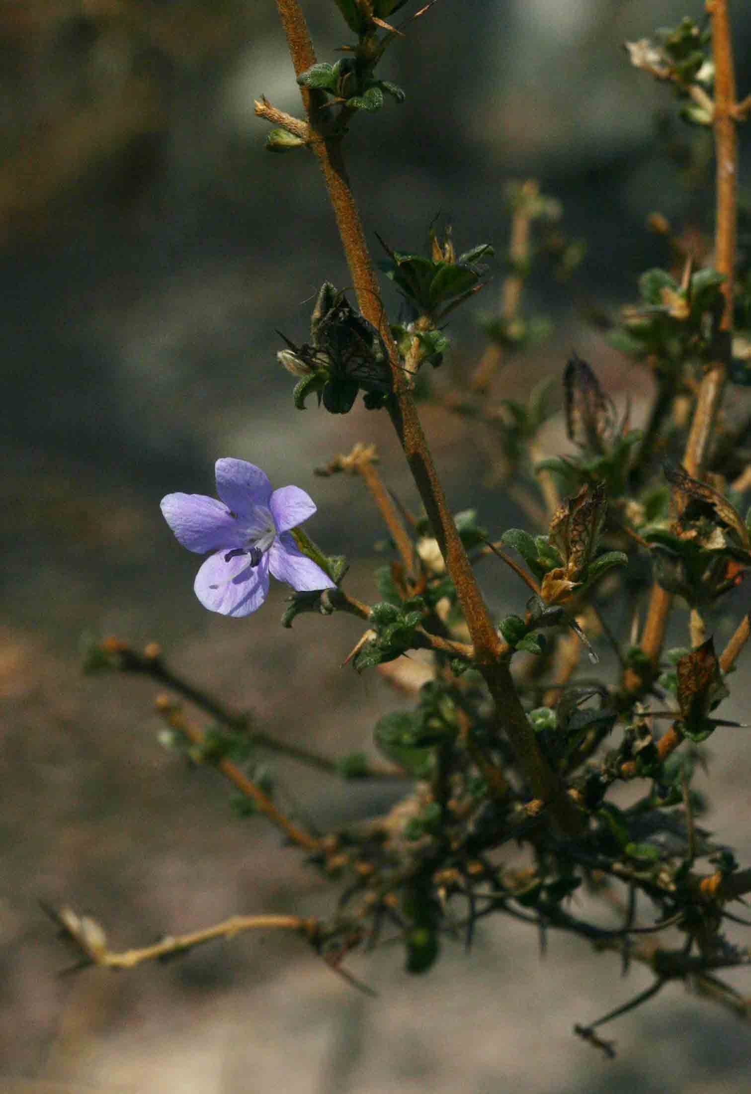 Barleria crassa subsp. crassa Barleria crassa subsp. crassa