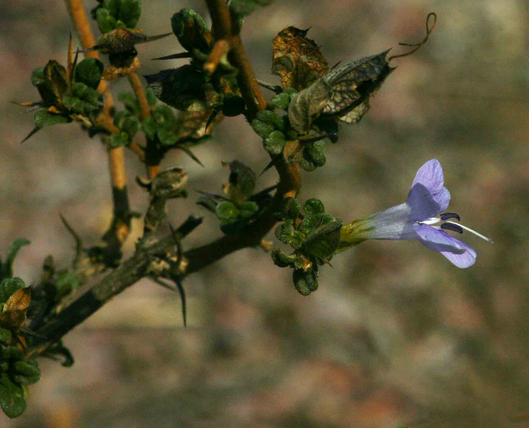 Barleria crassa subsp. crassa