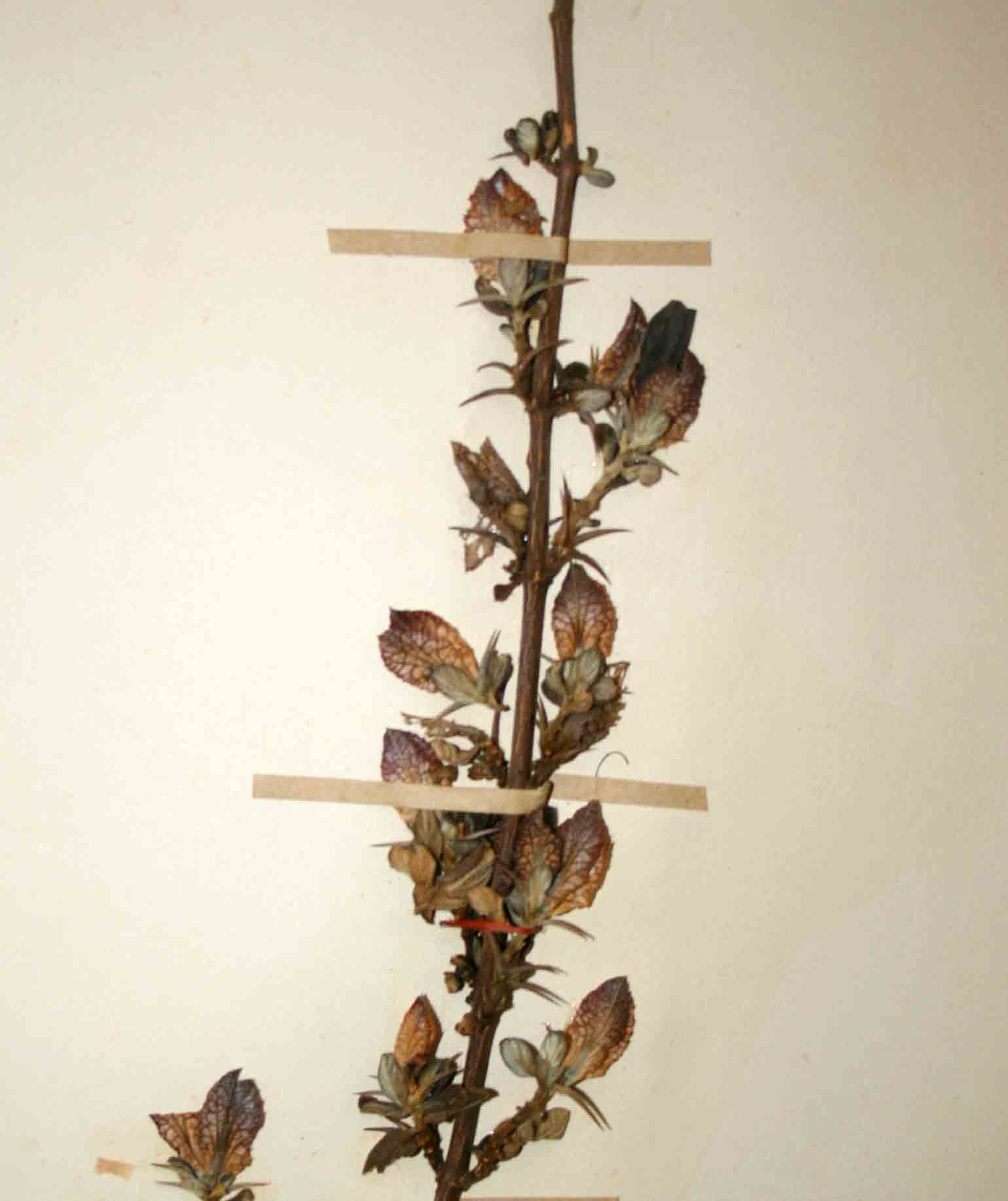 Barleria crassa subsp. crassa