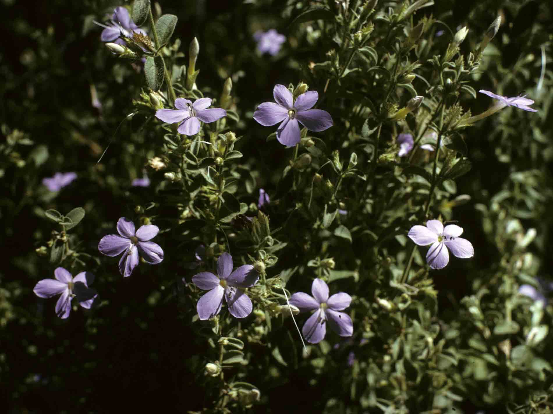 Barleria spinulosa subsp. kirkii