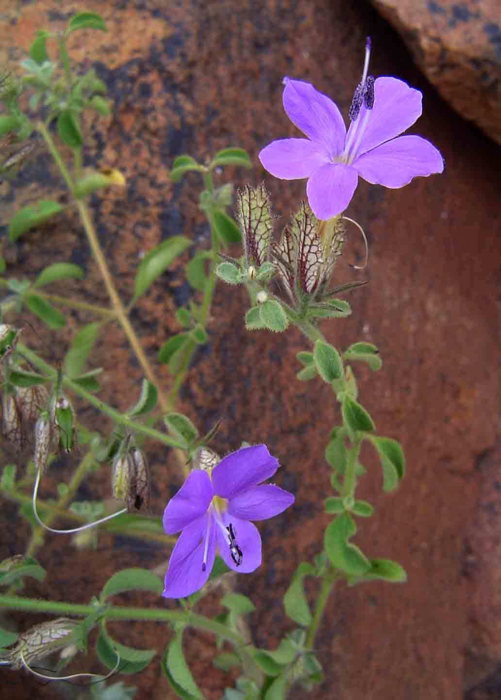 Barleria spinulosa subsp. kirkii