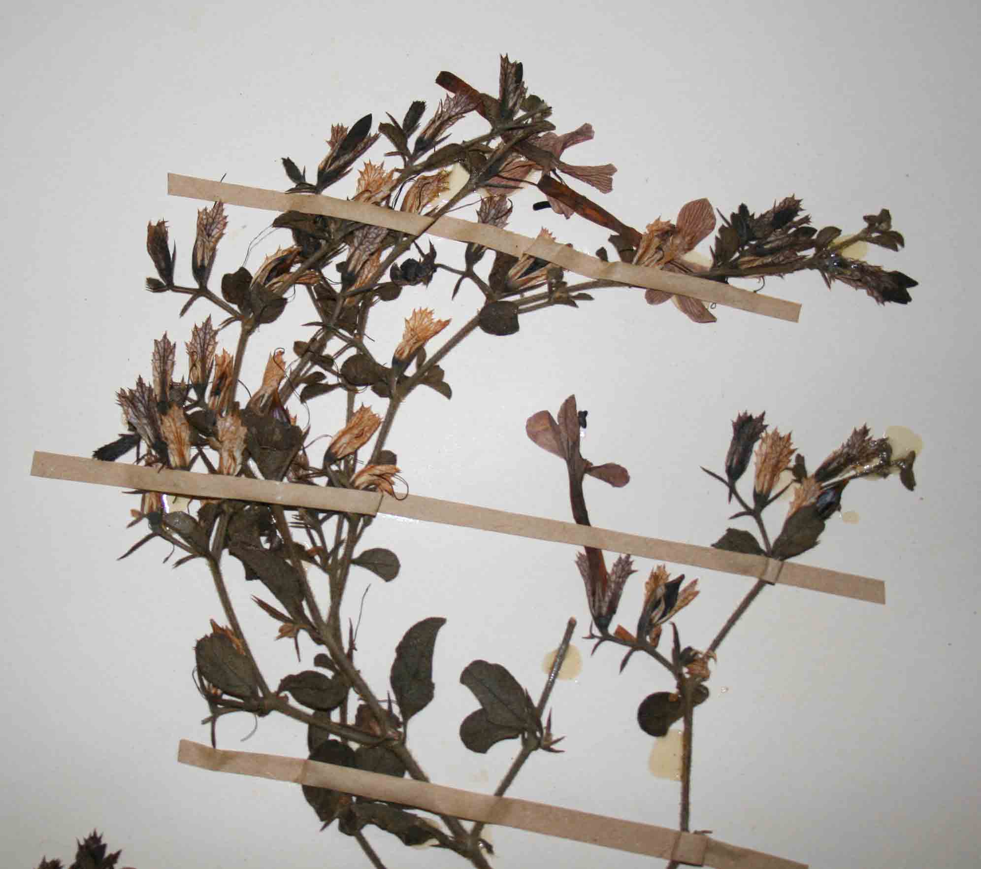 Barleria spinulosa subsp. kirkii