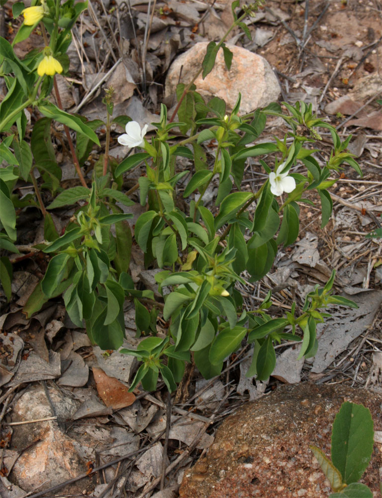 Barleria lugardii