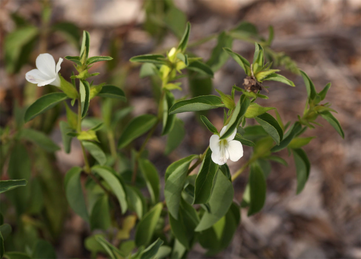 Barleria lugardii
