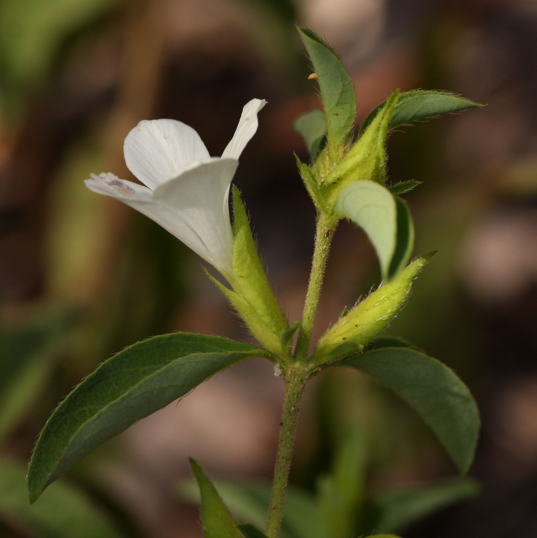 Barleria lugardii