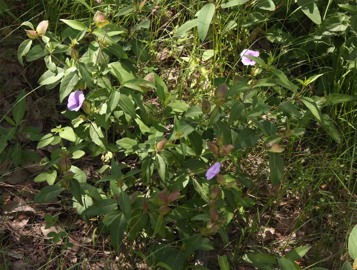 Barleria mackenii