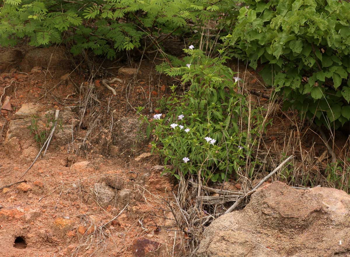Barleria matopensis