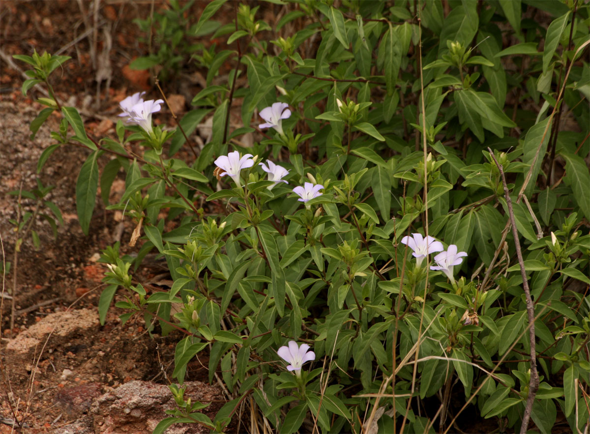 Barleria matopensis Barleria matopensis