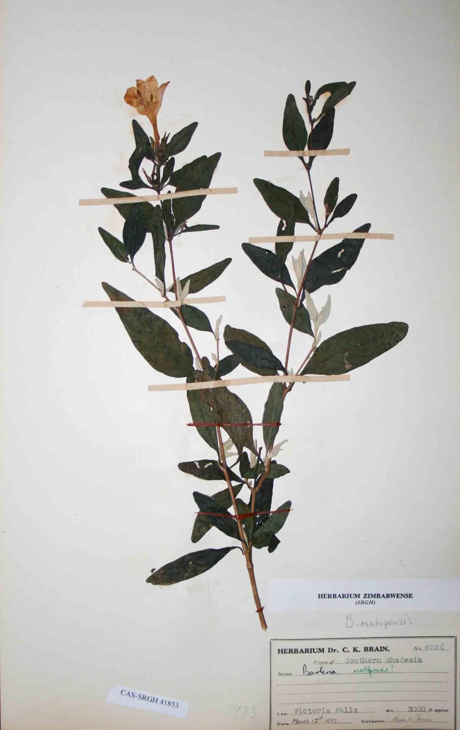 Barleria matopensis