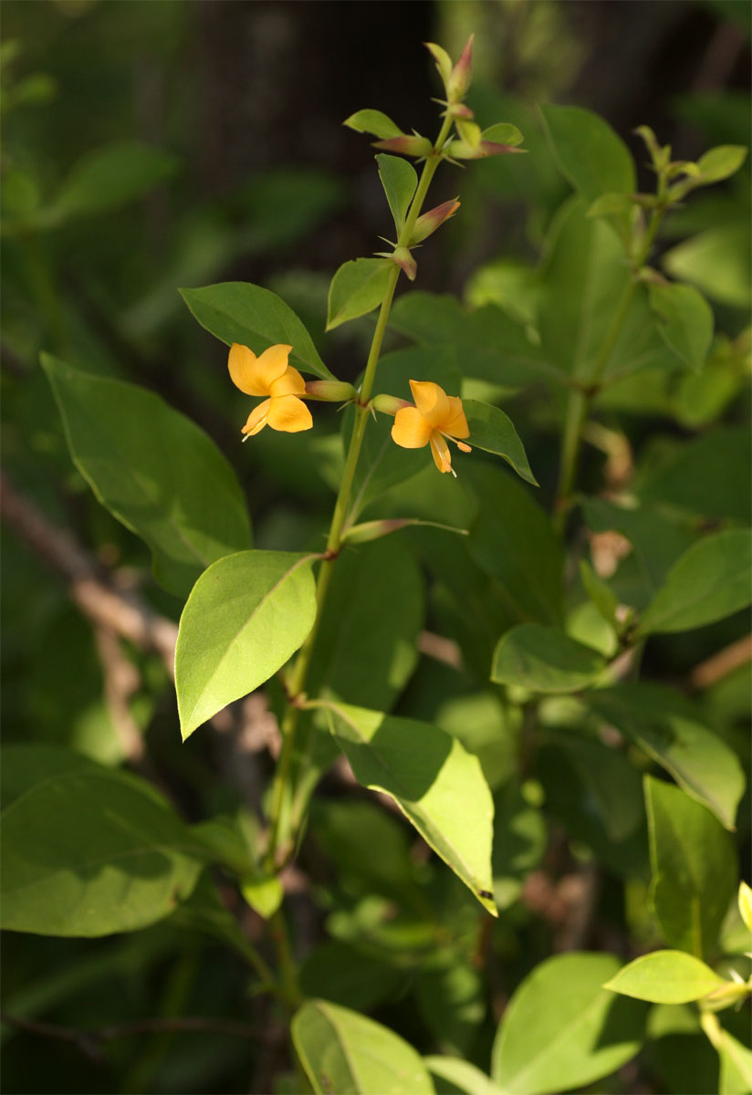 Barleria ameliae