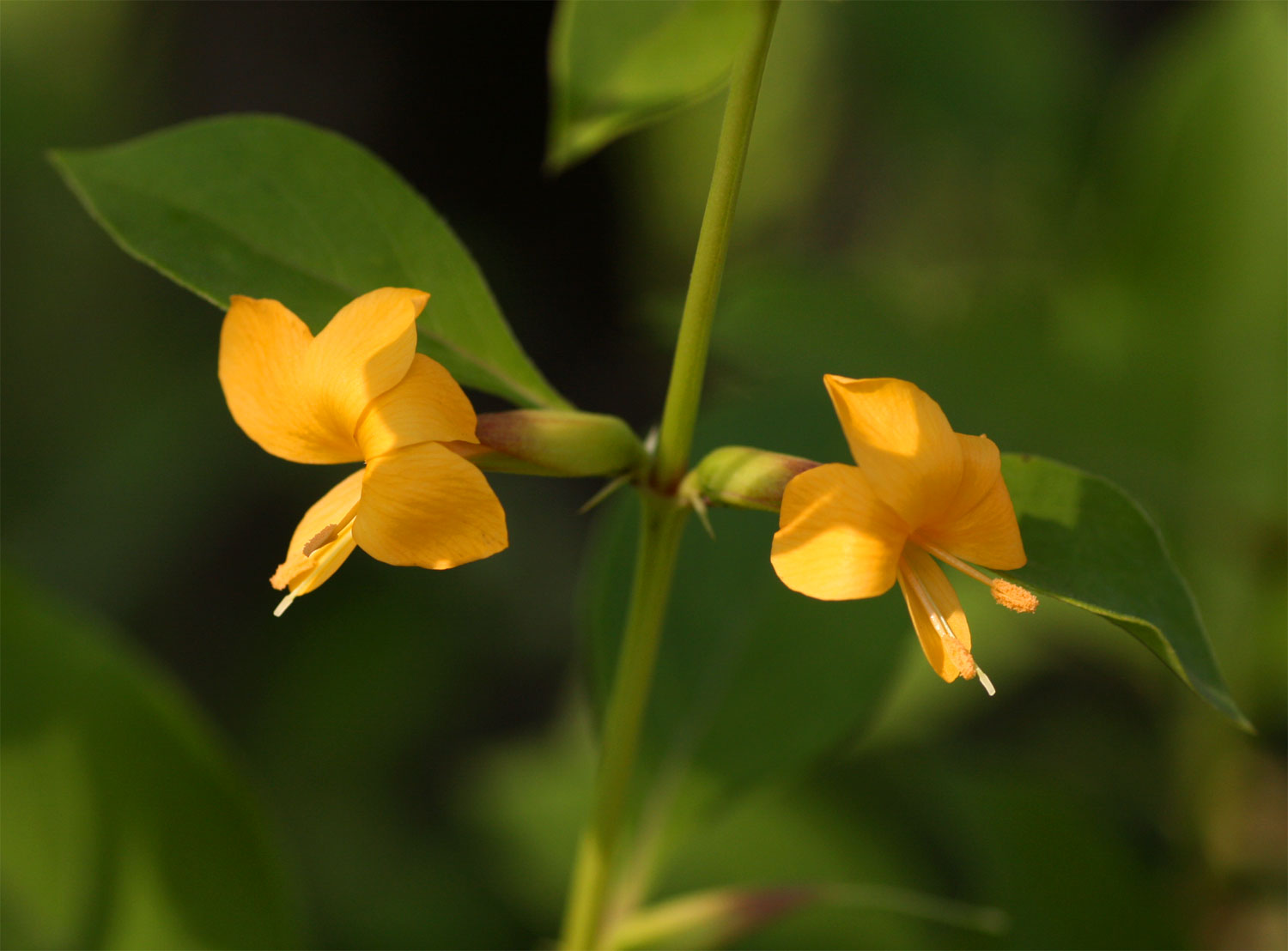 Barleria ameliae