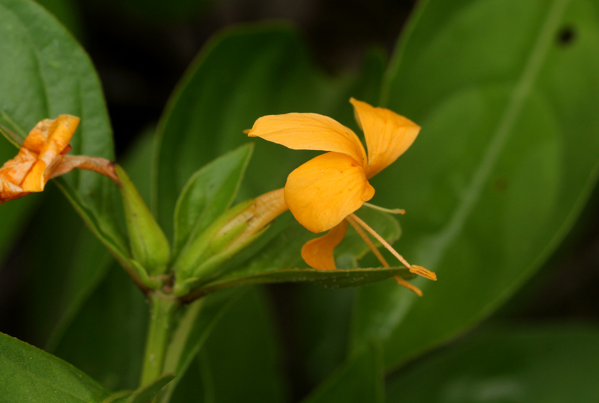 Barleria ameliae