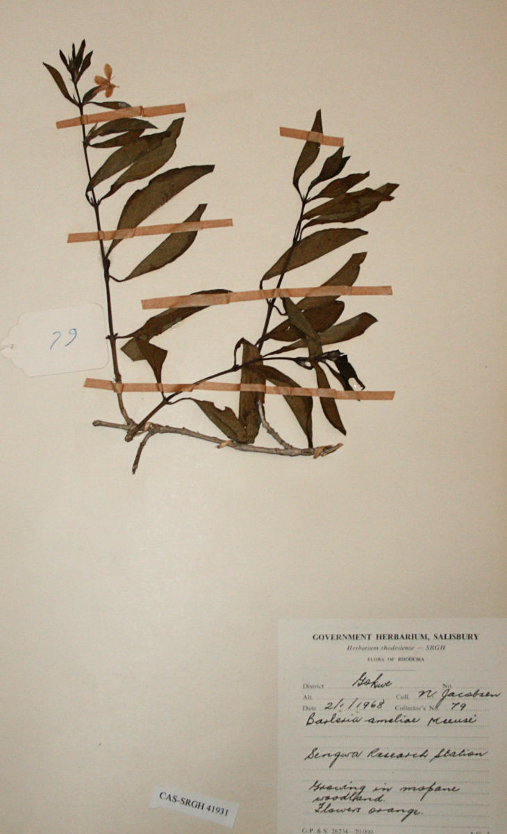 Barleria ameliae