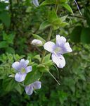 Barleria ventricosa