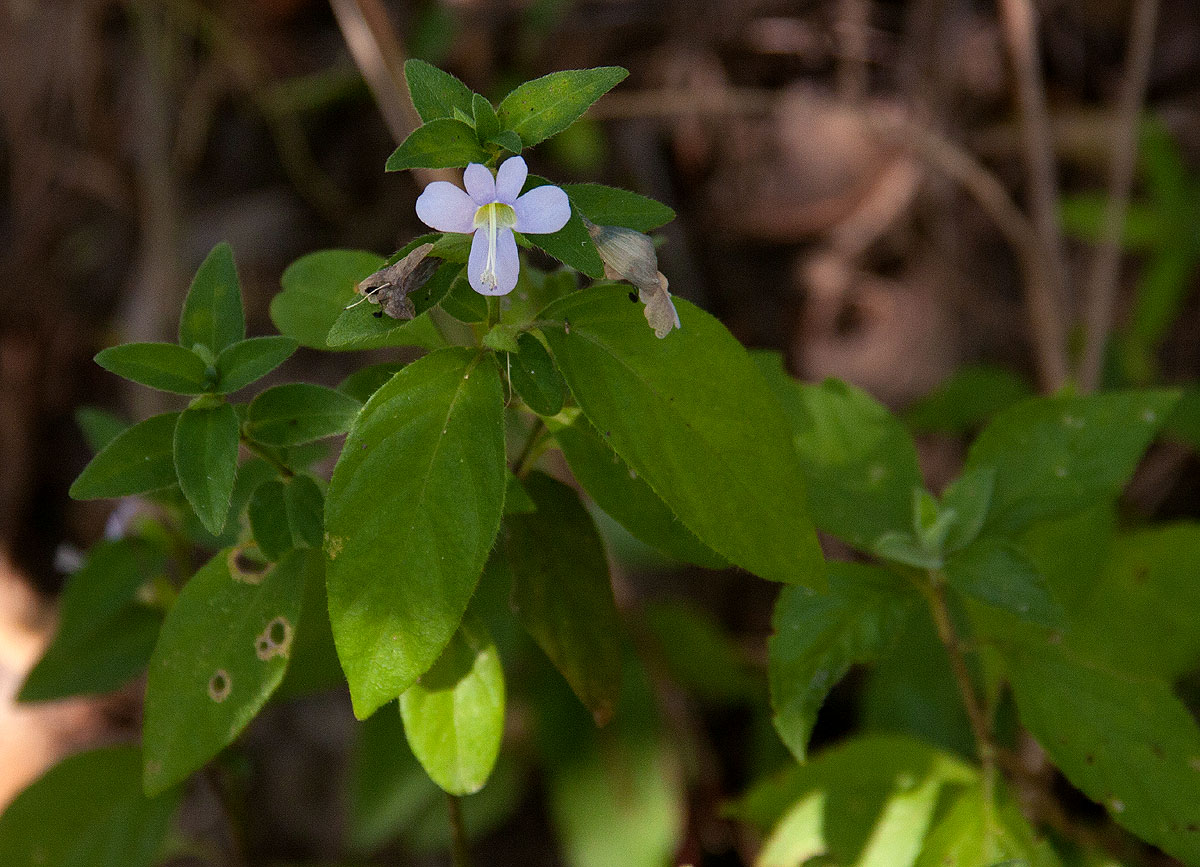 Barleria ventricosa Barleria ventricosa