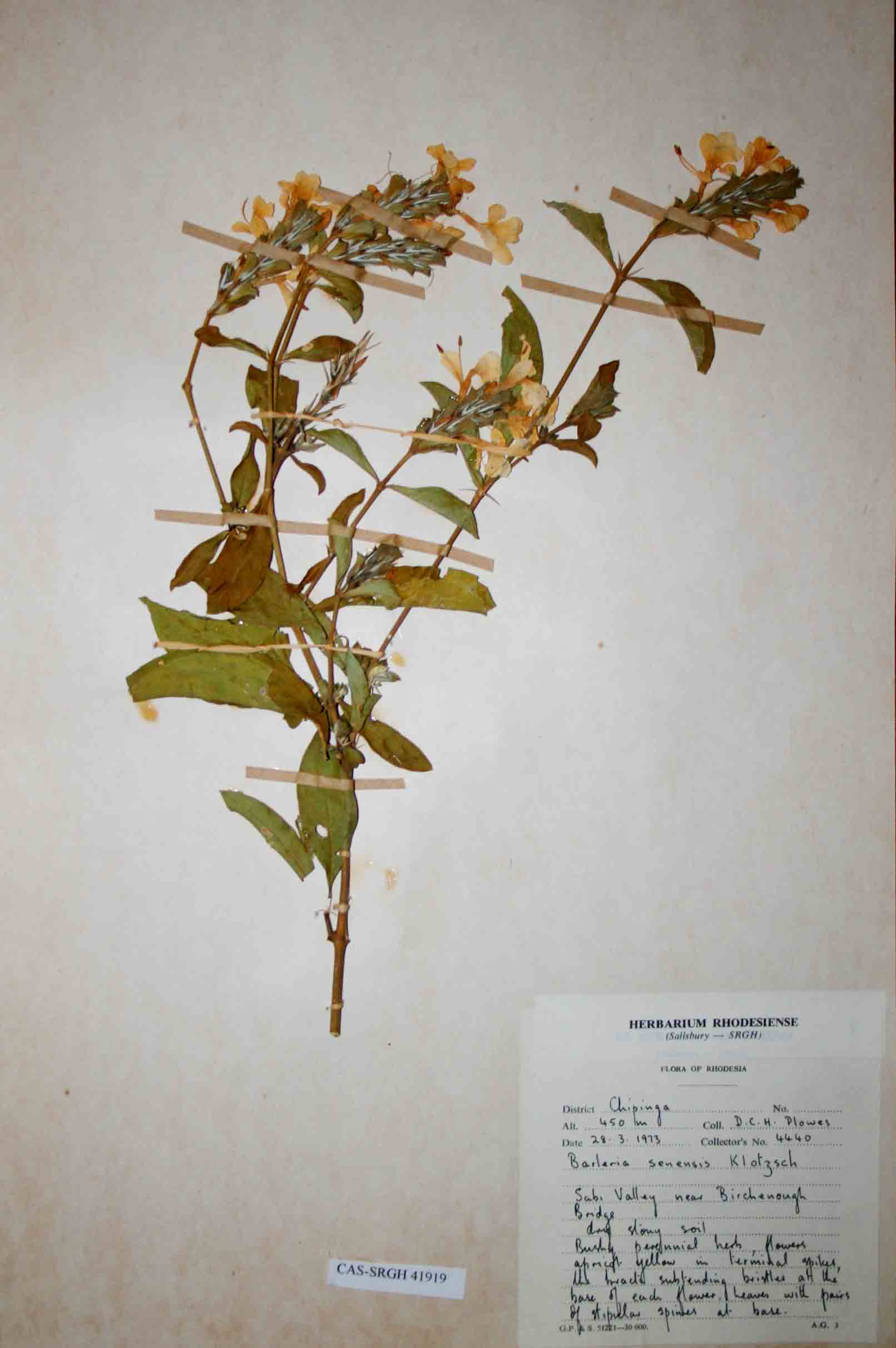 Barleria senensis