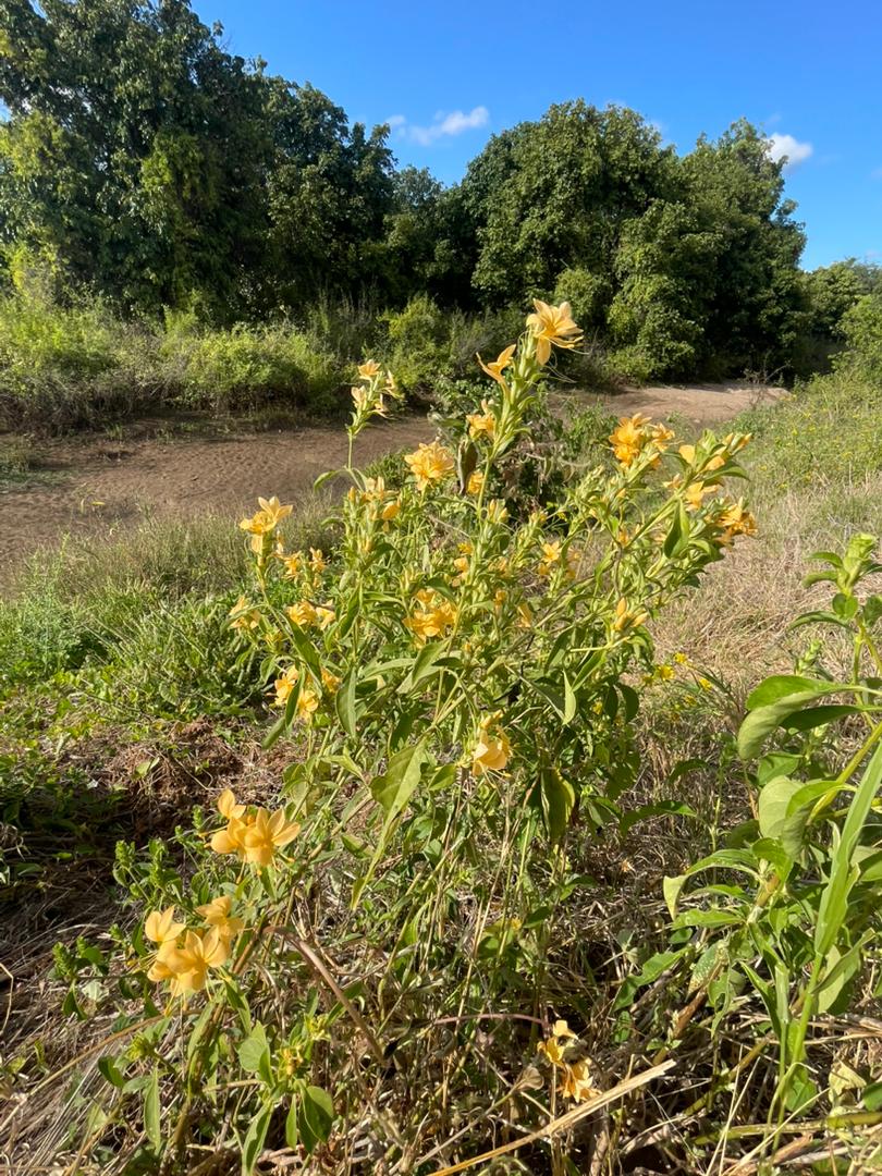 Barleria senensis Barleria senensis