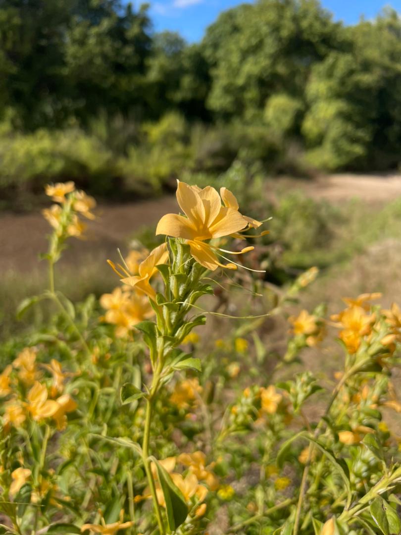 Barleria senensis Barleria senensis